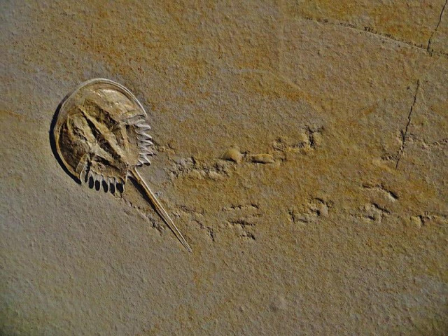 This “mortichnia” fossil shows the final steps of a prehistoric horseshoe crab from Germany called Mesolimulus. The horseshoe crab itself is a body fossil, but its footprints are trace fossils in the form of natural molds. Image by Ghedoghedo on Wikipedia.