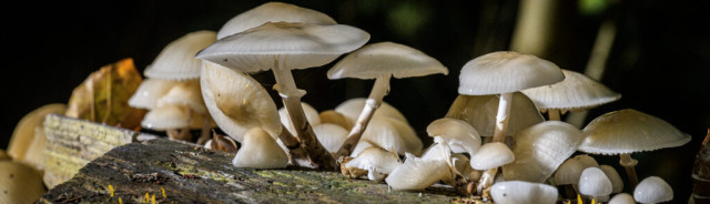 Mushrooms in the woods