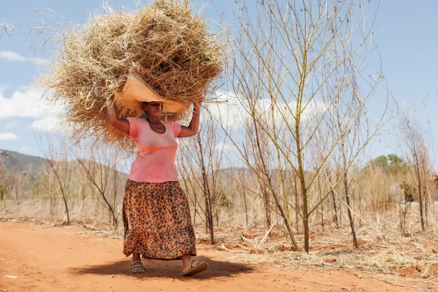 Charity Mwangome carries a stack of hay from her farmland where colonies of African honeybees are being used as a deterrent against elephants, as they can raid farms during planting seasons.