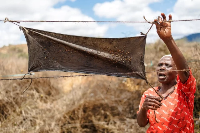 Hendrita Mwalada demonstrates how she integrates rags laced with a mixture of recycled engine-oil and pepper into the fencing around her farm to deter elephants.