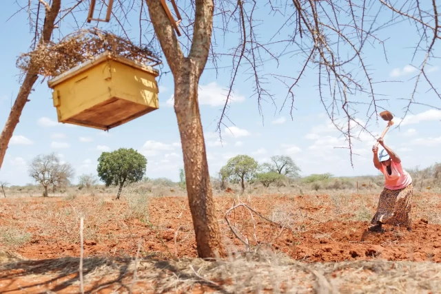 Mwangome hoes her farmland next to one of the beehives.