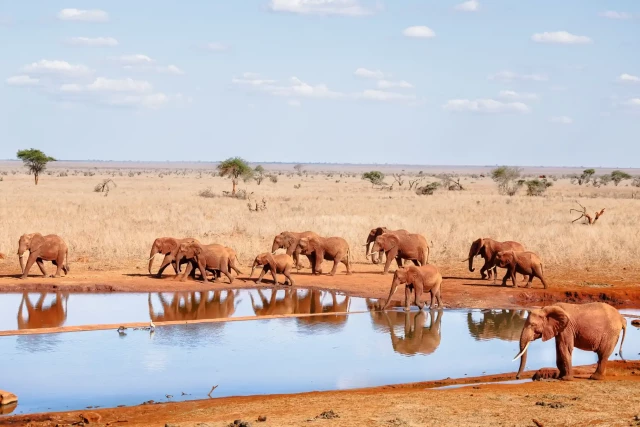 A herd of elephants stop for a drink at a watering pond inside the Ngutuni wildlife conservancy in south-east Kenya.