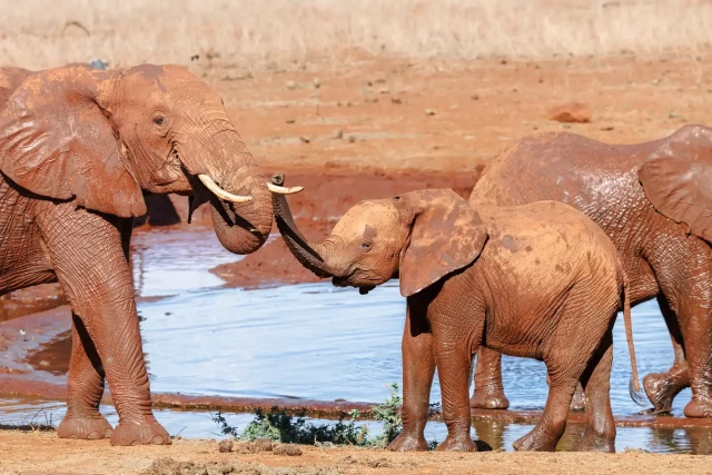 A family of mostly female elephants and their young play next to a watering pond at the Ngutuni wildlife conservancy.