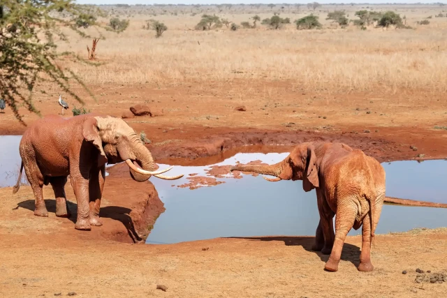 Bull elephants interact during an encounter at a watering pond.