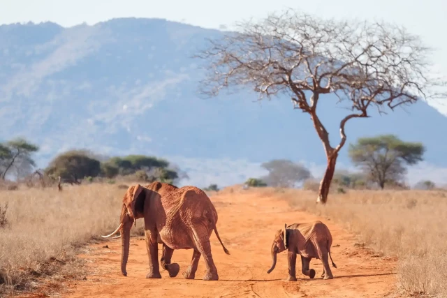 A young elephant calf follows its mother across a dirt road at the Ngutuni conservancy.