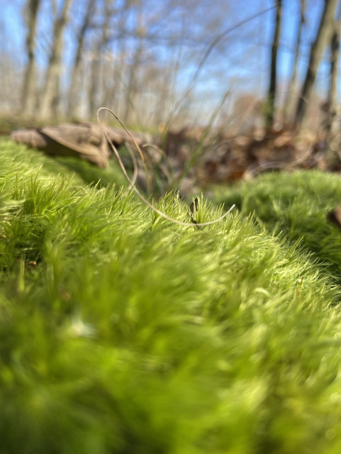 A ground level view of a lush patch of broom forkmoss. It's blurry close to the camera. The leaves look like windswept waves of green. In the background are some tree trunks and blue sky. 