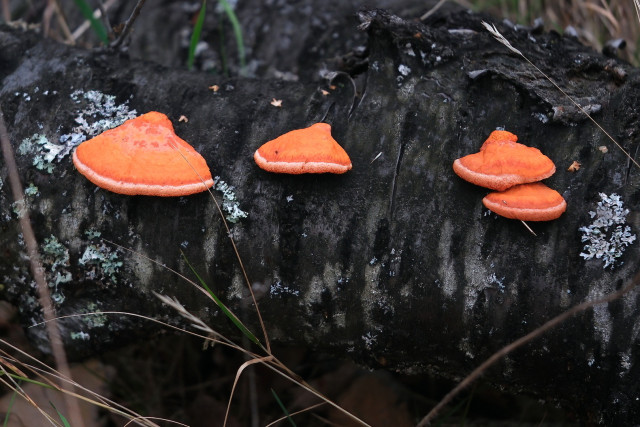 Four bright orange bracket fungi in a row, growing on a downed decomposing tree with blackened bark.