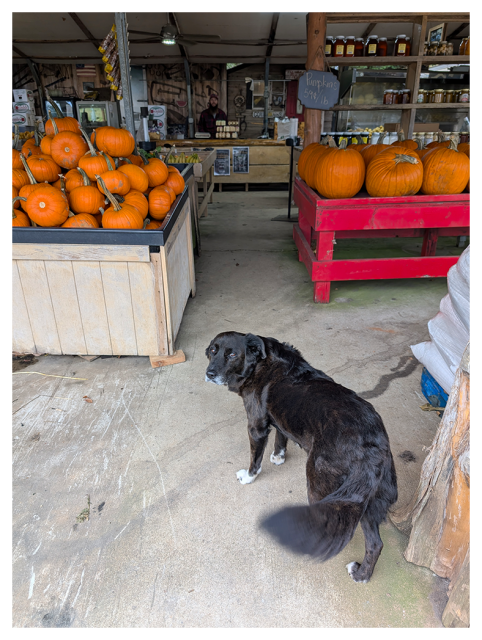 overcast daytime. high-angle view. a black, furry dog with gray muzzle and white paws stands at the entrance to an open-air produce stand with concrete floor, looking back and making eye contact. in the distance, a guy with beard in a flannel shirt is barely visible behind a wood counter. in between, pumpkins, shelves with jars of honey, pickled peaches, jams etc. 