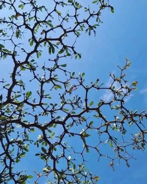 branches of a black olive tree that form a hexagonal pattern