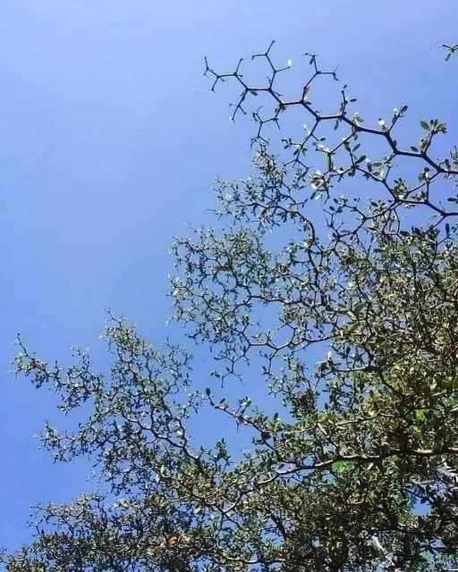 branches of a black olive tree that form a hexagonal pattern