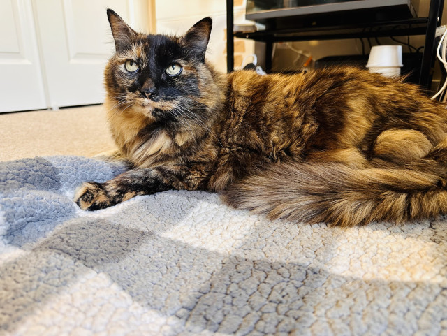 A large tortie sitting on a blanket looking sad