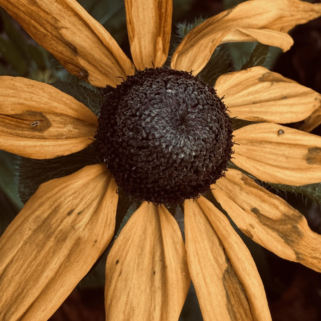 Close-up of a flower with yellow petals and a dark, textured center.