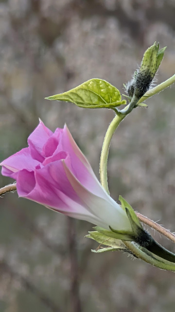 close half of a wild, pink Morning Glory on the vine. the background is out of focus nature.