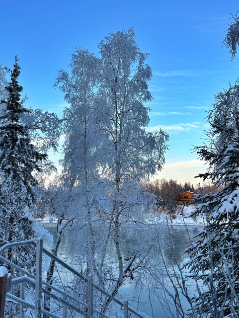 Walking the trails inside the Centennial Park by the Kenai River and I took some photos of the very frosty trees and you can see the river in the background as well as a house on the other side of the river.