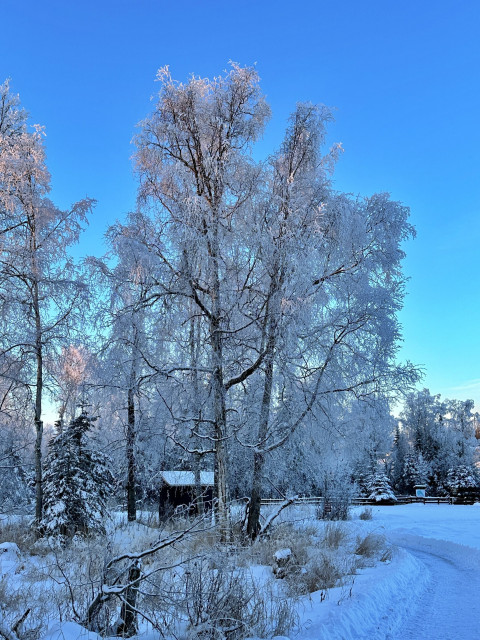 Still walking the trail in Centennial Park and snapped this photo of several frosty trees. This trail is also on the river.