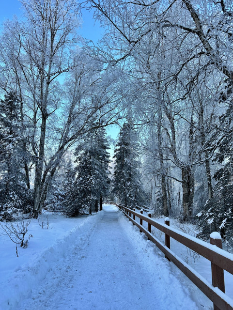 Nicely plowed trail in Centennial Park by a wonderful volunteer. I love this shot of the trees with snow on them and also frosty trees. The river is to the right in the picture.