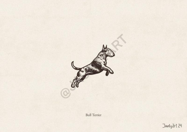 An illustration of a Bull Terrier jumping up and to the right
Text reads “Bull Terrier”