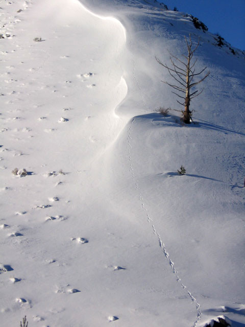 Steep side of a hill in Wyoming where snow has drifted in an undulating vertical line. There’s an old dead pine and small tufts of sage sticking out in the deeper right sight but otherwise smooth. The left side beyond the drift is bumpy with smaller drifts off of little sage plants and grass clumps. Coming down from the peak of the drift next to tree are animal tracks that get more defined and longer further down the hill. Photo from my late mom, 18yrs ago, it’s the view from her cabin.