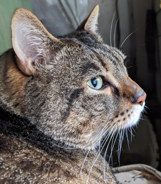 Waffles the three-legged, chonky, tabby cat, looking out the window, close up of the side of his face.