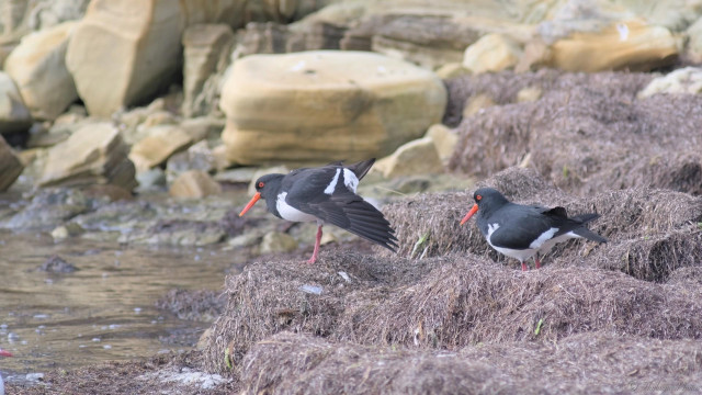 A zoom view of a pair of Oystercatchers standing on the foreshore on a bed of dried seaweed.  They're a black and white seabird with red beak, eye-liner and legs.  Both facing left looking seaward, one standing on one leg, with wing closest stretched out revealing the wing feathers.  Sandstone boulders fallen from the cliff edges, fill the background.