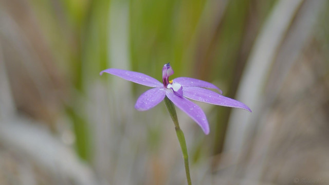 Waxlip orchid from a front side angle. Blurry background.