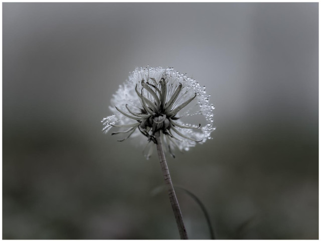 Schwarzweiß, Querformat.
Pusteblume mit Nebeltropfen, die leicht reflektieren.