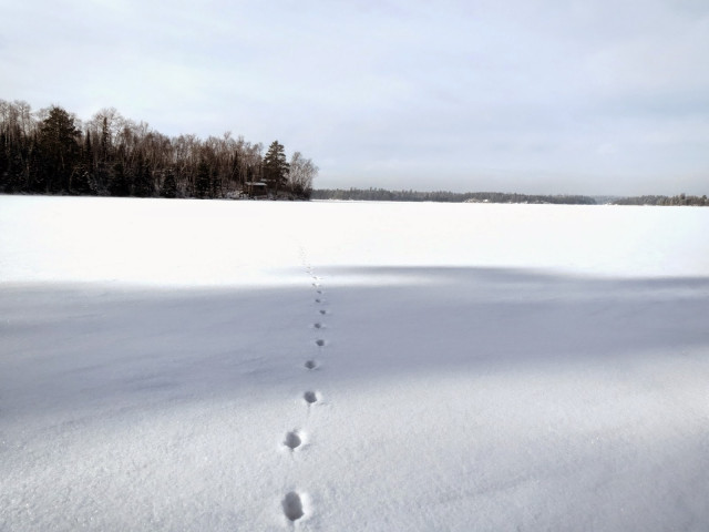 A single line of footprints stretching off into a snowy landscape. A clump of bare trees are visible in the background.