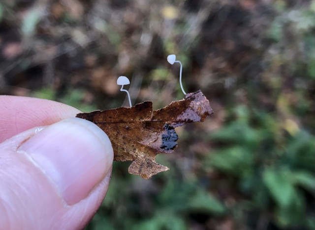 A fragment of beech leaf held between a thumb and finger. Two tiny white mushrooms are growing out of the leaf. 
The background is blurred vegetation 