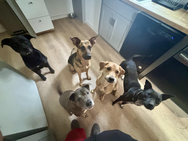 Five mixed-breed dogs between 35 and 80 pounds sit on the floor waiting for a treat. 