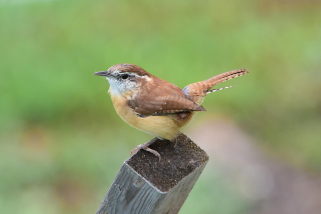 an adorable small bird with a perky tail perched on a 2x4. This small bird is mostly brown on top, tan on bottom and white on the chin. It has a super cool white eyebrow and fun eye makeup. 