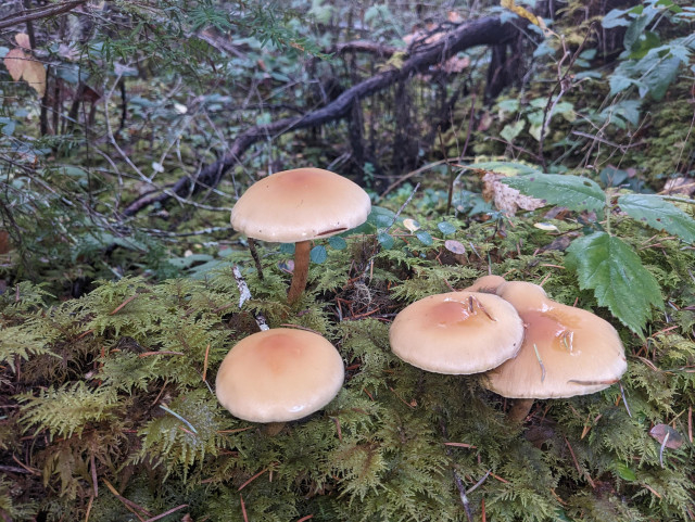 A cluster of mushrooms on moss.