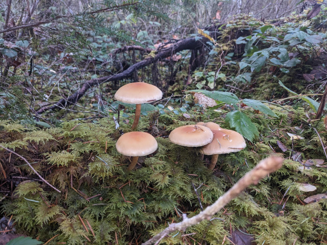 A cluster of mushrooms on moss.