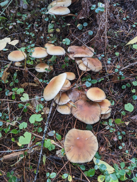 A larger cluster of mushrooms on a forest floor.