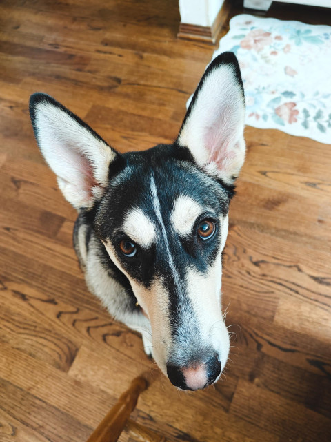 A husky dog giving me the begging stare.