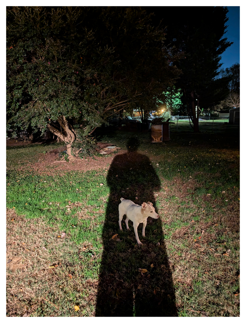 night. grassy yard with trees, lit by unseen floodlight that casts my elongated shadow. a small white/brown terrier stands and an angle, mid-shadow. in the background and distance, neighbor's yards with some lights and a bit of clear sky.