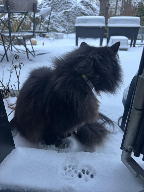 En svart långhårig katt sitter i en dörröppning och tittar ut på en snöig trädgård 