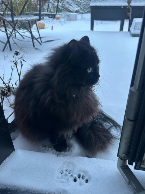 En svart långhårig katt sitter i en dörröppning med en snöig trädgård bakom sig. Det ser ut som att hon överväger att gå in.