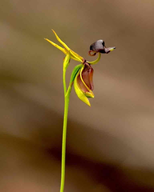 A green and yellow orchid with a dark, curved top petal on a blurred brown background.