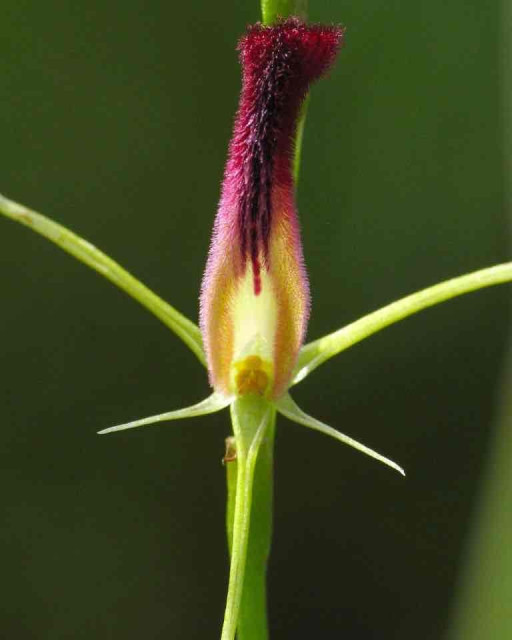 Close-up of a spider orchid with light green petals and a unique maroon and black fuzzy central column against a blurred green background.