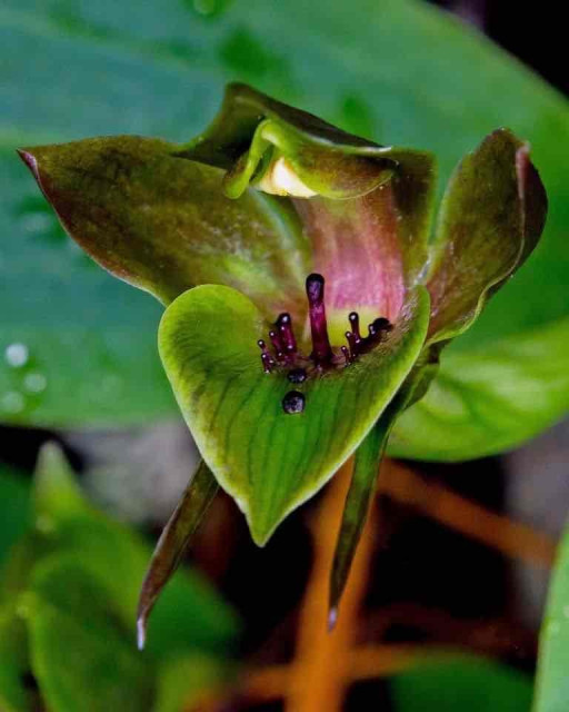 Close-up of a green flower with a purple center and dark stamens, surrounded by lush green leaves.