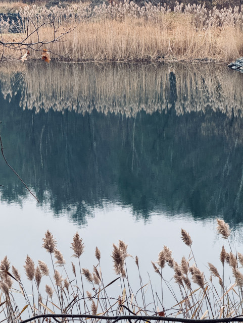 City water collection pond sides with tall grasses, many reflections