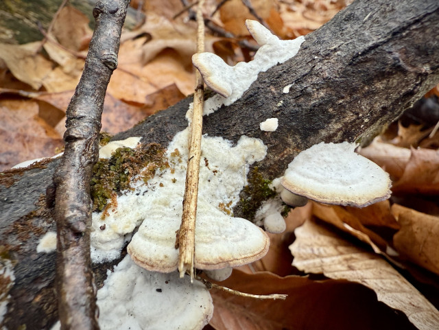 White mushrooms on side of fallen branch in the leaves 