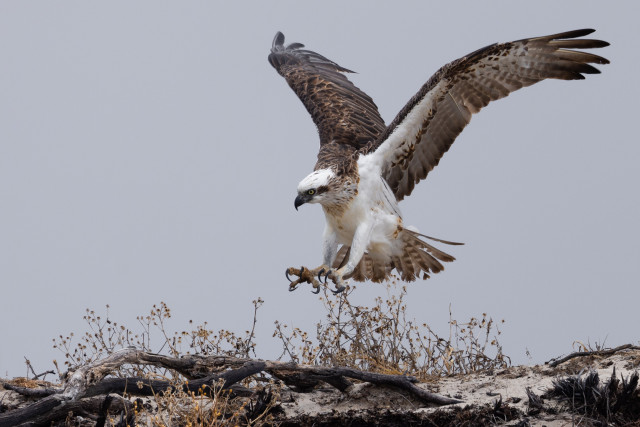 An osprey coming in to land on a dune top with weathered dead branches and dried flowers