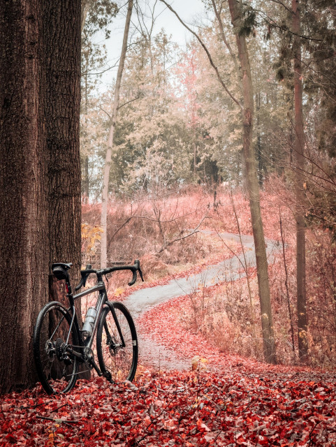 Photo of a black specialized diverge gravel bike leaning up against the trunks of two trees next to a trail in a forest. The fourth floor is covered in a blanket of wet red autumn leaves. The photo was taken from behind the bike, such that we can see the wet trail zigzag up a hill behind it. At the top of the hill are some evergreen trees that stand in contrast to the autumn colours below. The tree is on either side of the trail are tall and slender. 