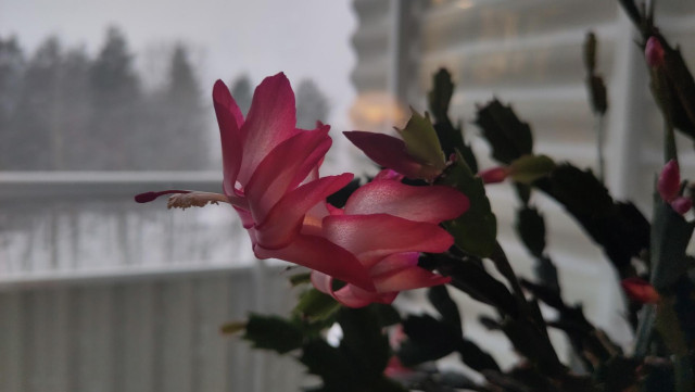 A november cactus in the window
En novemberkaktus i fönstret