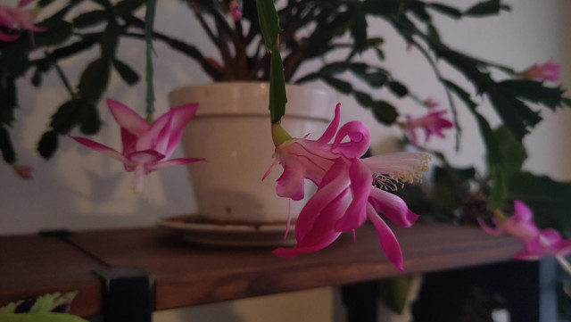 A november cactus on a shelf
En novemberkaktus på en hylla