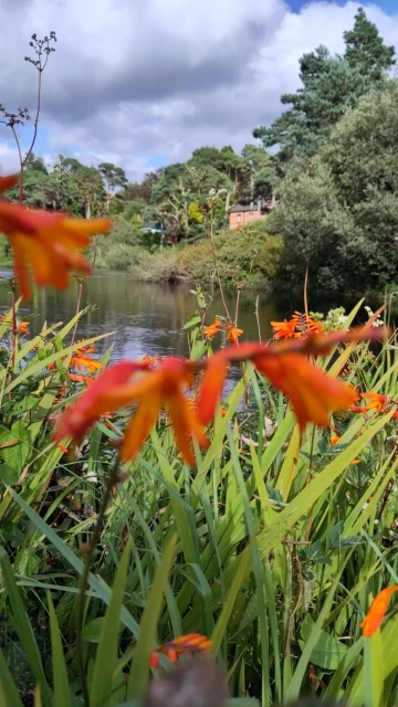 Typical orange flower in Ireland 