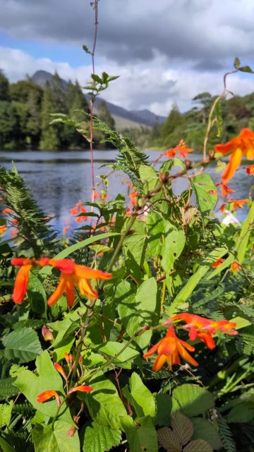 Orange bloom