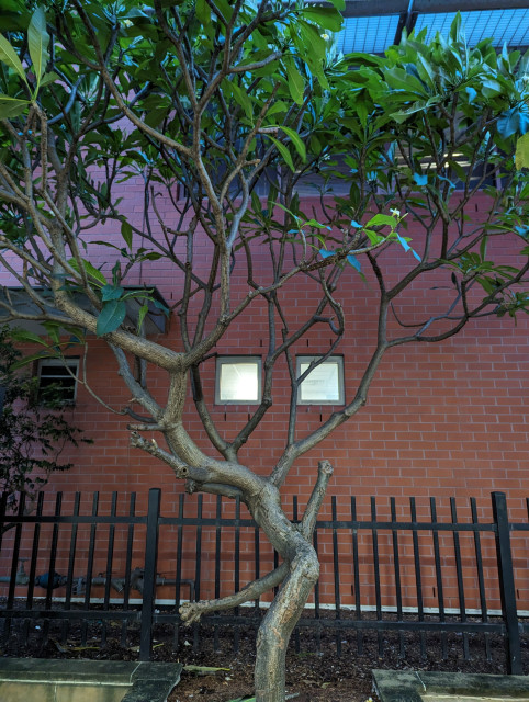 Two square windows in a red brick wall behind a black iron fence and a slender frangipani tree 