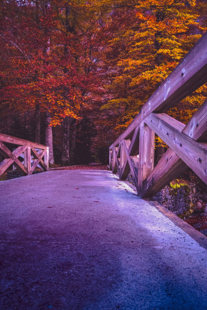 Fotografía vertical donde, desde un punto de vista bajo, se ve un puente de piedra y madera que enlaza con camino en sombras y rodeado por muchos árboles de colores otoñales.